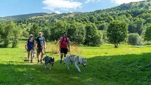 Walking with sled dogs in the mountains.