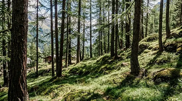 Dense pine forest on a mountain slope.