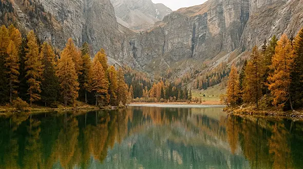 Lake Lauenensee in Gstaad with golden autumn larch trees reflecting in water.