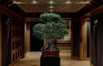 Bonsai tree in the timber-lined entrance hall of Aman Le Melezin